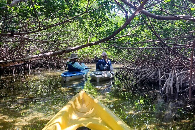 Private Guided Mangrove Eco-Tour Adventure - Good To Know