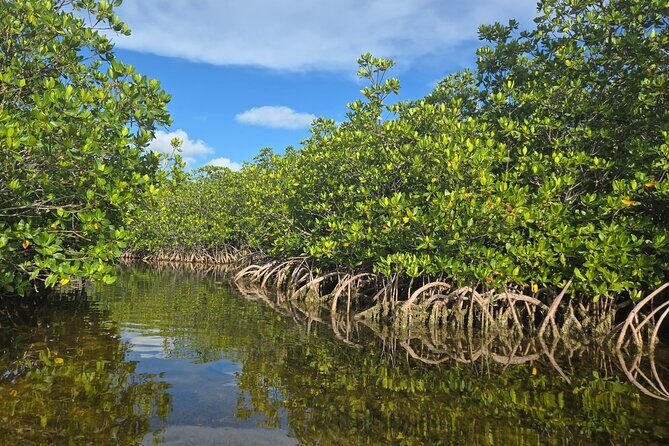 Private Guided Mangrove Eco-Tour Adventure - The Value of a Private Eco-Tour