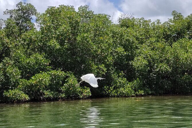 Private Guided Mangrove Eco-Tour Adventure - The Sum Up