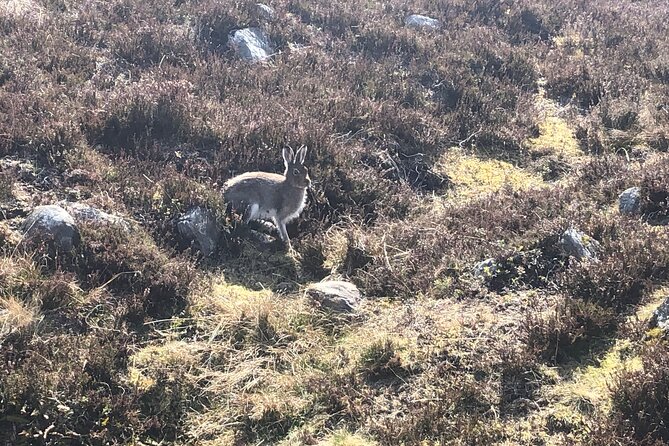 Private Guided Mountain Walking Experience in the Cairngorms - The Sum Up