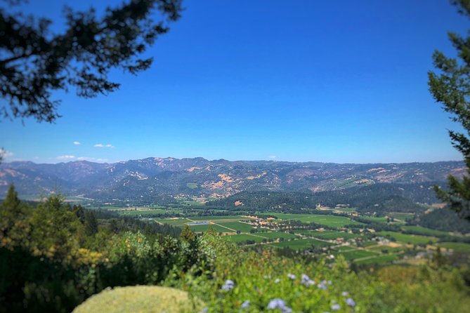 Private Guided Napa and Sonoma Wine Tour and Tasting - Pickup and Drop-off