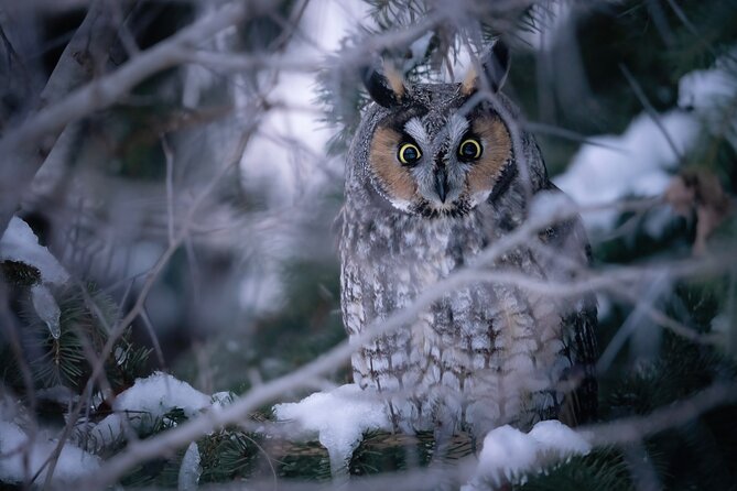 Private Guided Owl Prowl to Observe and Photograph Wild Owls - Cancellation Policy and Weather Conditions