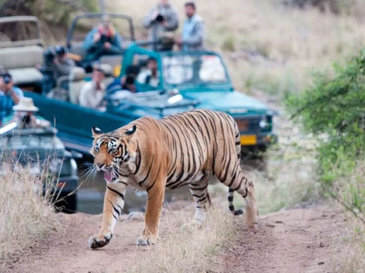 Private Guided Ranthambore National Park Tour From Jaipur - Tour Details