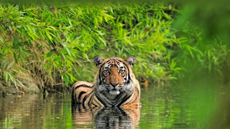 Private Guided Ranthambore National Park Tour From Jaipur - Itinerary