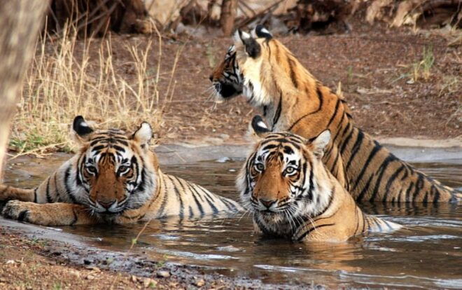 Private Guided Ranthambore National Park Tour From Jaipur - Experience