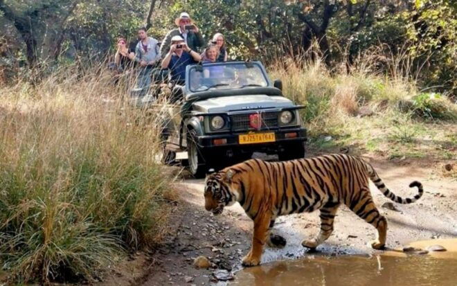 Private Guided Ranthambore National Park Tour From Jaipur - The Sum Up