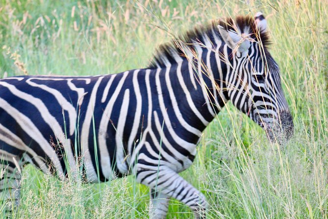 Private Guided Safari Tour of Pilanesberg National Park - Tour Highlights