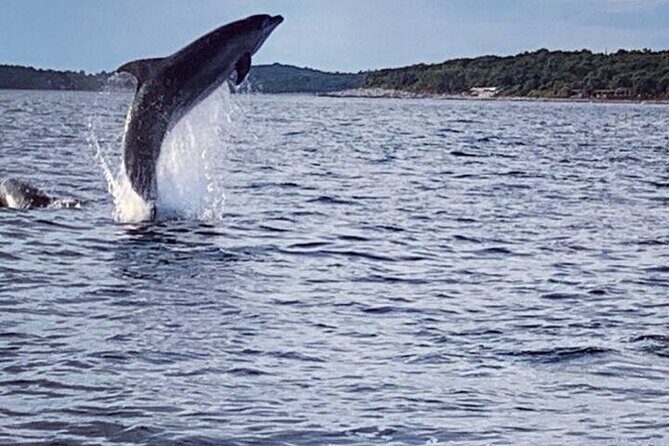 Private Guided Sunset Dolphin Watching in Adriatic Sea - Pricing and Value