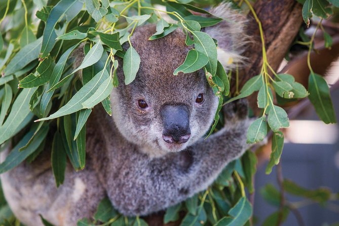 Private Guided Tour: Blue Mountains Tour From Sydney - Common Questions