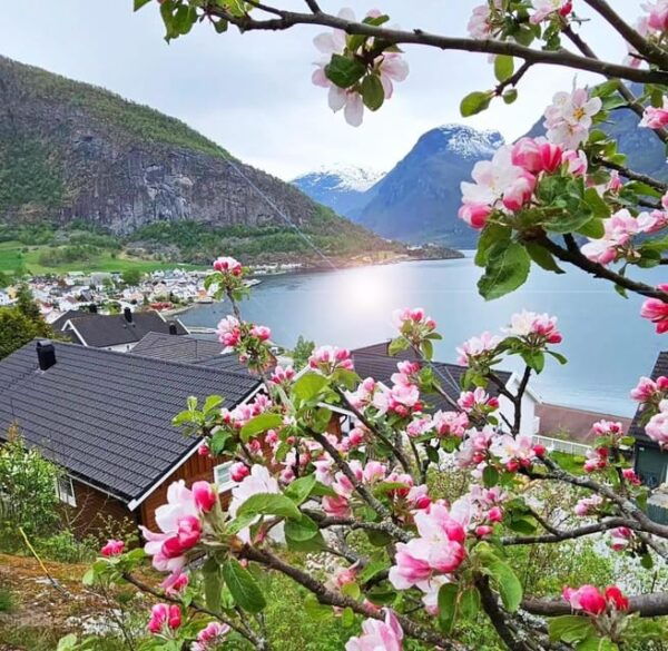 Private Guided Tour - Nærøyfjord Cruise and Flåm Railway - Frequently Asked Questions