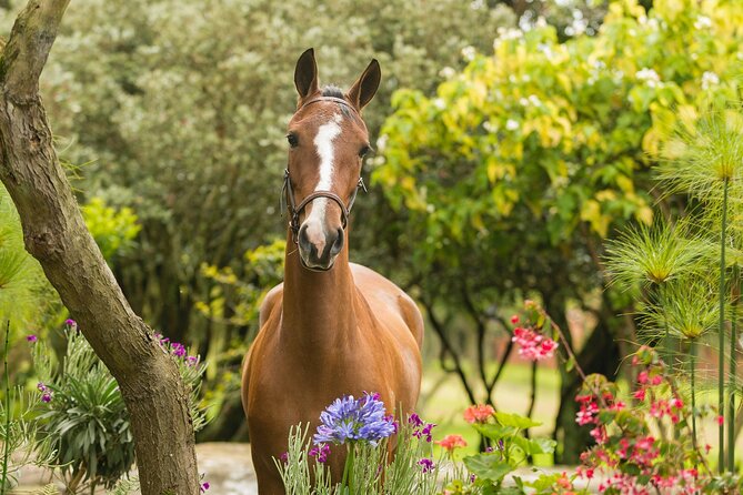 Private Guided Tour of Colombia's Paso Fino Horse - Horse Encounters