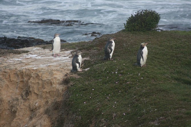 Private Guided Tour of Dunedin City Heritage and Unique Wildlife and Scenery - Traveler Reviews and Ratings