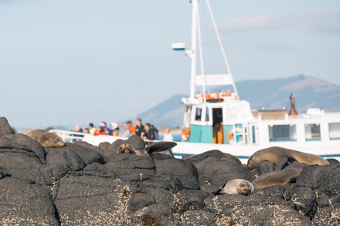 Private Guided Tour of Dunedin City Heritage and Unique Wildlife and Scenery - Additional Tour Information