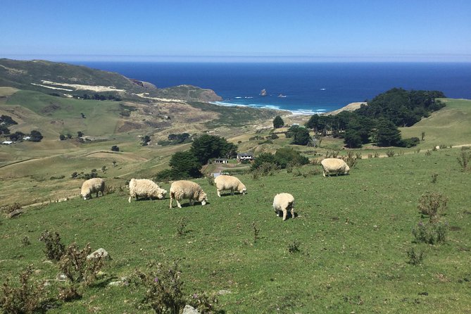 Private Guided Tour of Dunedin City Heritage and Unique Wildlife and Scenery - Common Questions