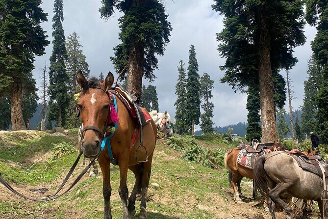 Private Guided Tour of Gulmarg from Srinagar - The Sum Up