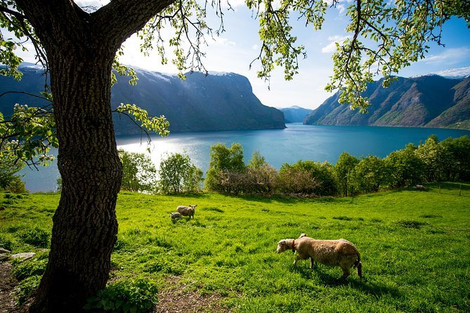 Private Guided Tour to Oslo - Nærøyfjord Cruise and Flåm Railway - Cancellation Policy