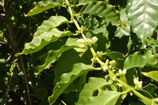 Private Guided Tour to the Only Coffee Farm in Europe - Coffee Tasting and Roasting Process