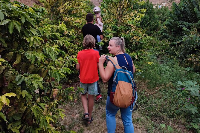Private Guided Tour to the Only Coffee Farm in Europe - Exploring the Coffee Plantations