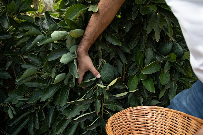 Private Guided Tour to the Only Coffee Farm in Europe - Exclusive Coffee Farm Experience