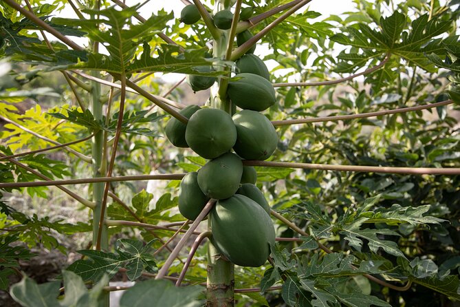 Private Guided Tour to the Only Coffee Farm in Europe - Common Questions