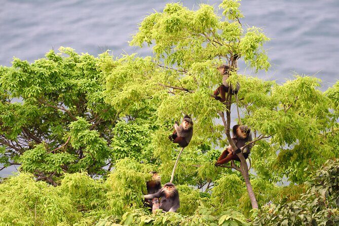 Private Guided Tour To The Wild of Son Tra With Photography - Good To Know