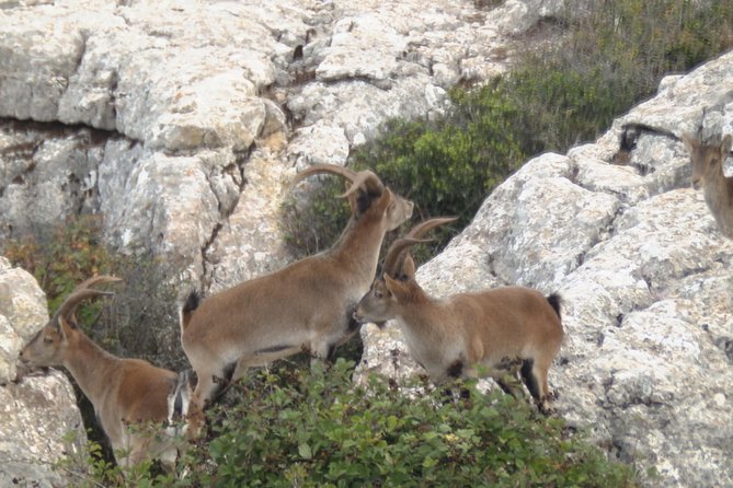 Private Guided Tour to Torcal De Antequera - The Sum Up