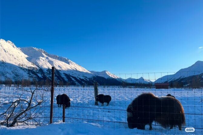 Private Guided Tour Whittier Cruise pick up - Why Choose This Tour?