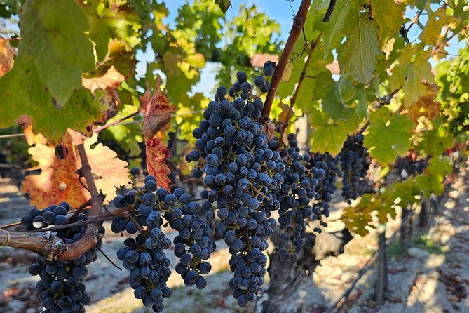 Private Guided Transportation Service to Napa Valley - Additional Information