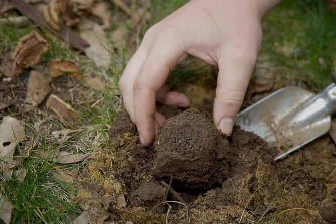 Private Guided Truffle Hunting Tour in Serbia With Brunch - Inclusions