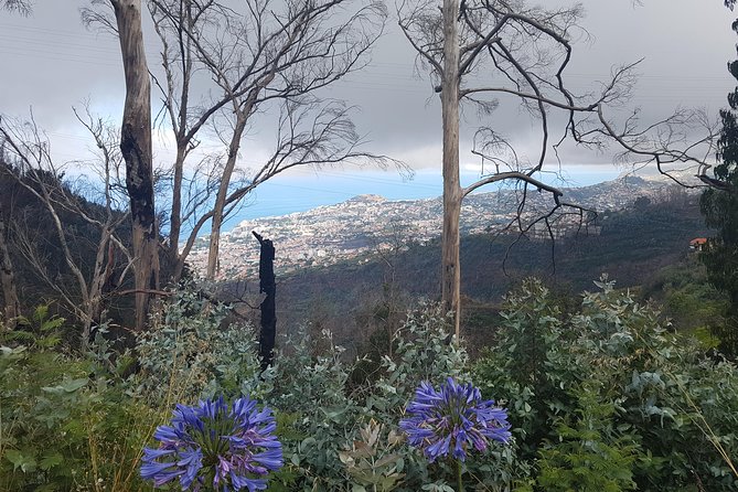 Private Guided Walk Levada Monte to Palheiro Ferreiro - Tour Details and Logistics