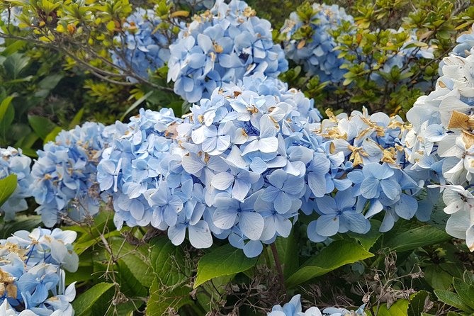 Private Guided Walk Levada Monte to Palheiro Ferreiro - Common Questions