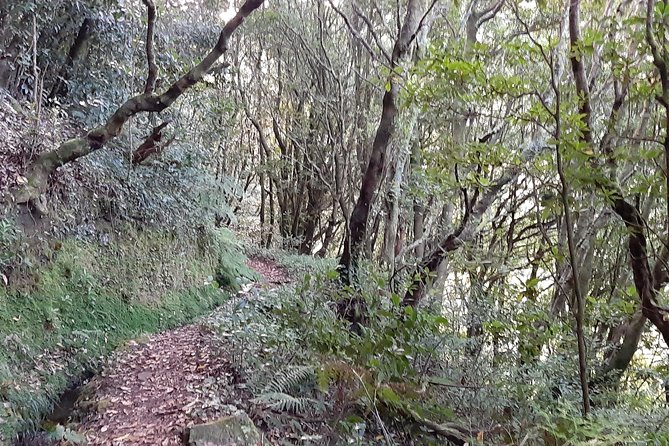 Private Guided Walk Porto Moniz Levada Do Moinho - Tour Highlights