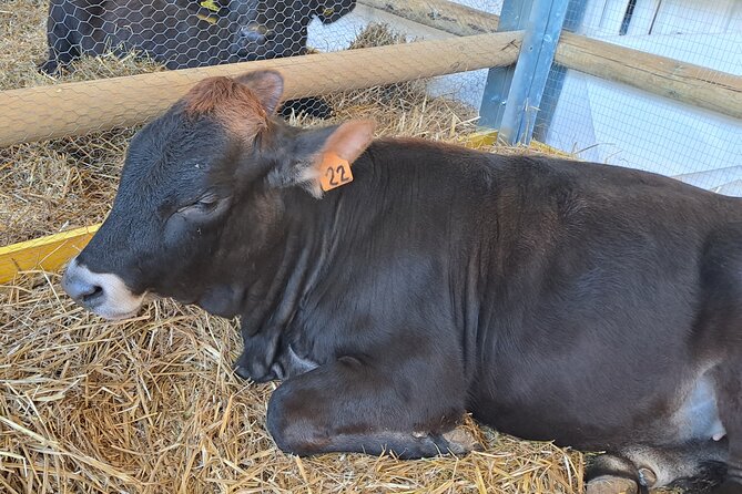 Private Guided Walking Food Tour in Naples - Tour Details