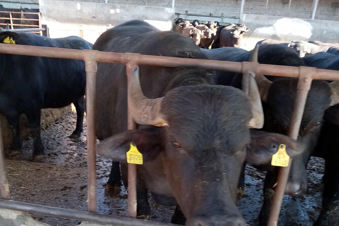 Private Guided Walking Food Tour in Naples - Frequently Asked Questions