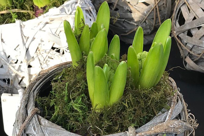 Private Half-Day Amsterdam Market Tour by Bike - Frequently Asked Questions