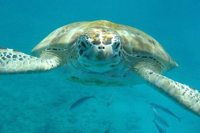 Private Half-Day Barbados Excursion - The Sum Up