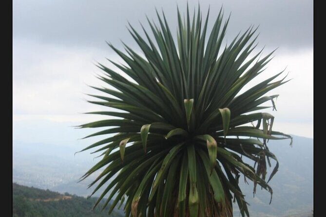 Private Half Day Bird Watching Experience - Good To Know