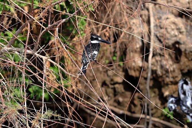 Private Half-Day Bird Watching Tour in Aswan - Tour Highlights