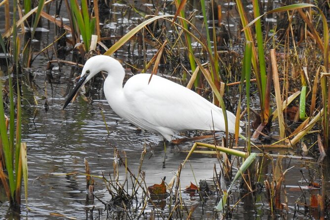 Private Half-Day Birding Tour in Madrid Rio - Tour Details