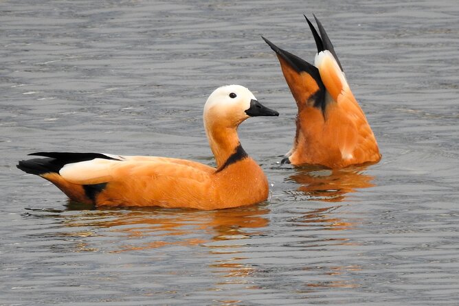 Private Half-Day Birding Tour in Santillana Reservoir Madrid - Tour Highlights