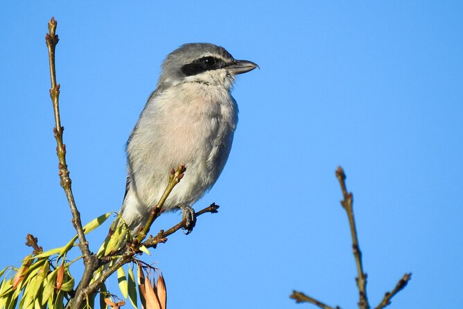Private Half-Day Birding Tour in Santillana Reservoir Madrid - Tour Itinerary