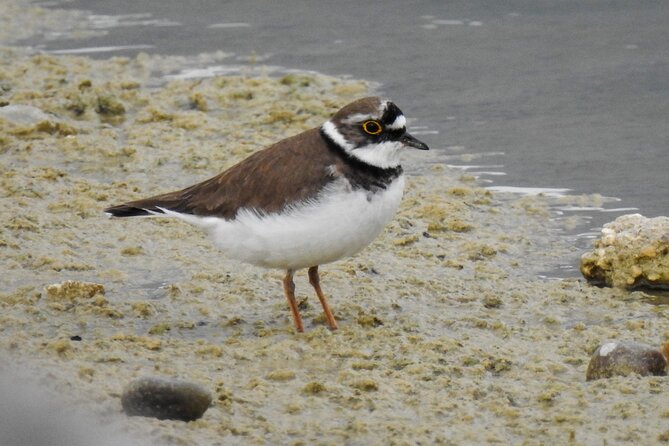 Private Half-Day Birding Tour in Santillana Reservoir Madrid - Booking Information