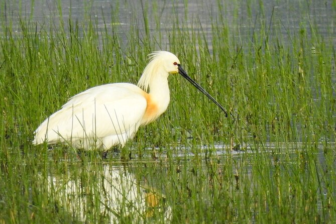 Private Half-Day Birding Tour in Santillana Reservoir Madrid - Important Reminders