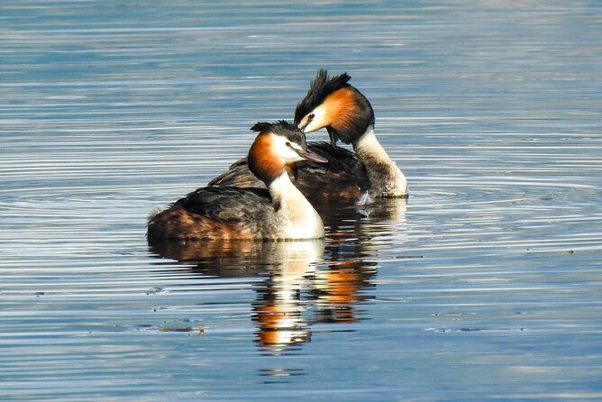 Private Half-Day Birding Tour in Santillana Reservoir Madrid - Common Questions
