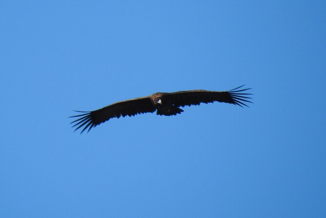 Private Half-Day Birding Tour in Santillana Reservoir Madrid - The Sum Up