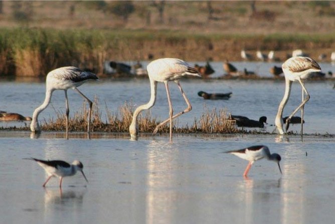 Private Half-Day Boat Tour in Ria Formosa From Faro - Barreta Island