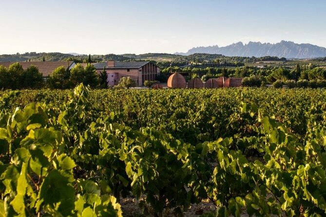 Private Half-Day Cava Winery Tour & Tasting - The Sum Up