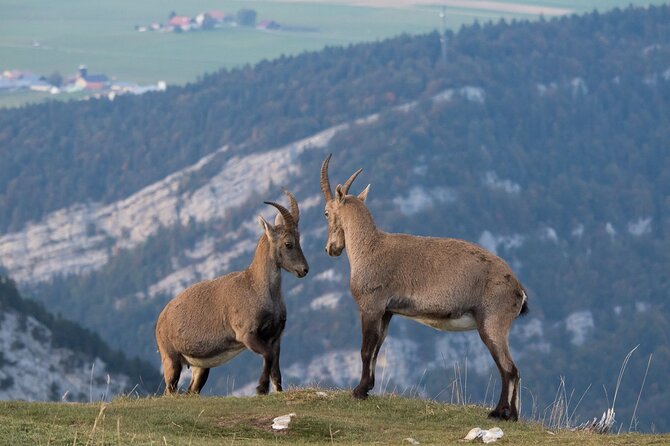 Private Half-Day Hiking Experience in Creux Du Van - Common Questions