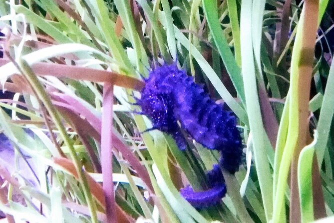 Private Half Day in Lisbon With Boat Trip & Oceanarium - Good To Know