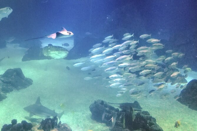 Private Half Day in Lisbon With Boat Trip & Oceanarium - Cancellation Policy